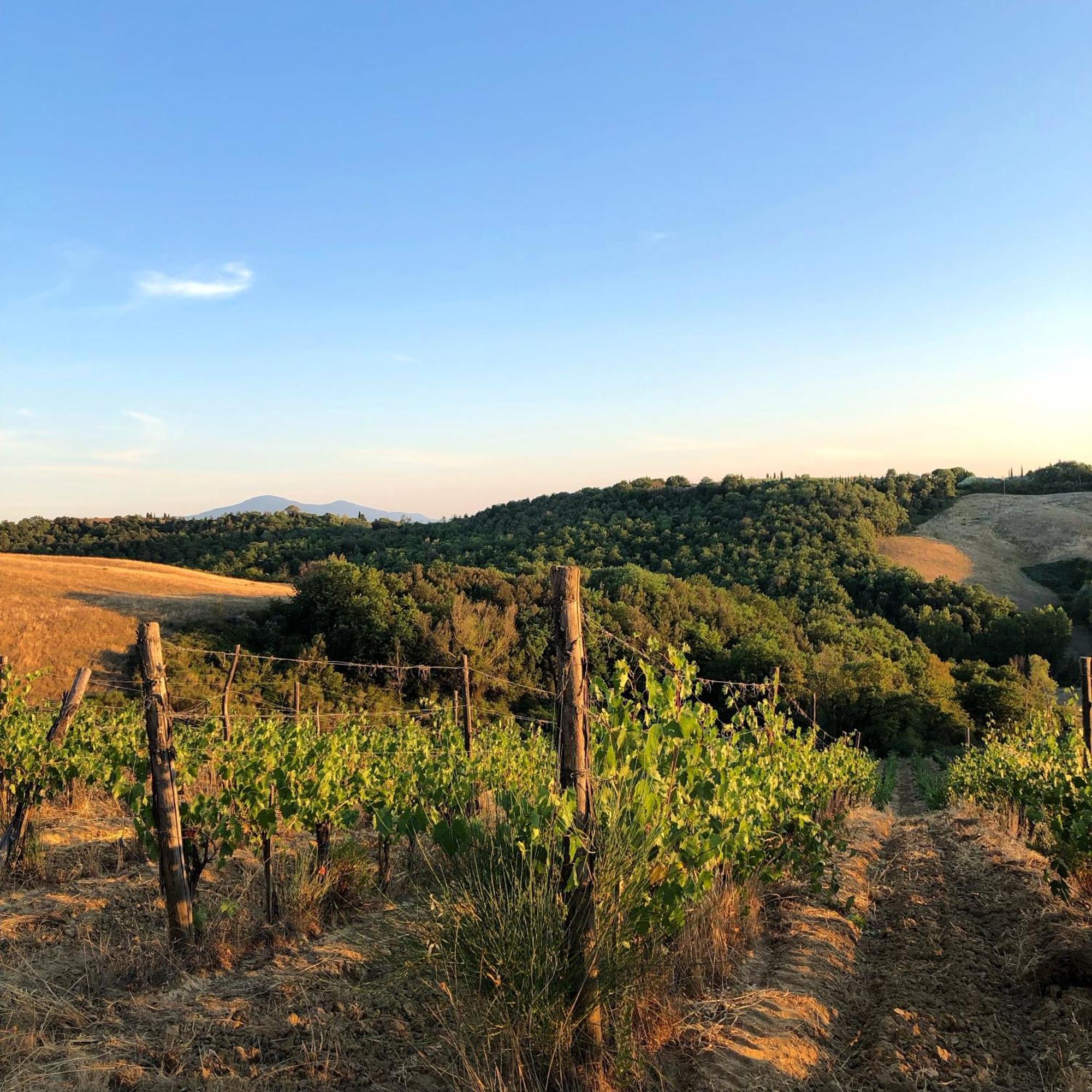 Podere Sole Trequanda Eksteriør bilde
